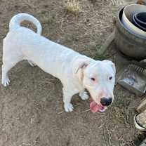 Thumbnail photo of Gordo #1