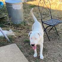 Thumbnail photo of Gordo #2