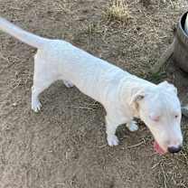 Thumbnail photo of Gordo #3