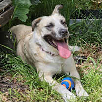 Thumbnail photo of LADY DOGIVA now COOKIE #2