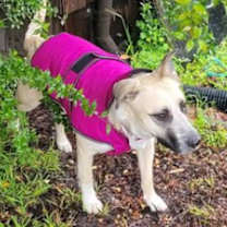 Thumbnail photo of LADY DOGIVA now COOKIE #3