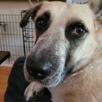 Thumbnail photo of LADY DOGIVA now COOKIE #4
