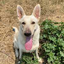 Thumbnail photo of Sidney - SUPER GUY #3