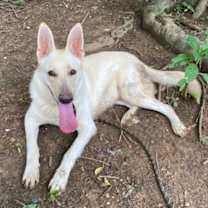 Thumbnail photo of Sidney - SUPER GUY #4