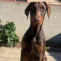 Thumbnail photo of Bella Dobie Girl #1