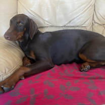 Thumbnail photo of Bella Dobie Girl #2