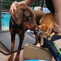 Thumbnail photo of Bella Dobie Girl #3