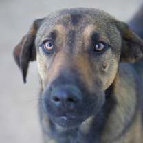 Thumbnail photo of Tundra #1