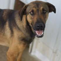 Thumbnail photo of Tundra #3