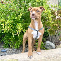 Thumbnail photo of Amber #1