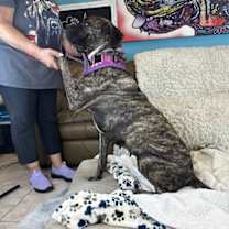 adopt-pet