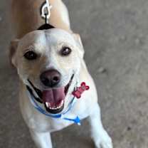 adopt-pet