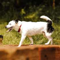 Thumbnail photo of Rowdy (fka Buddy) #4