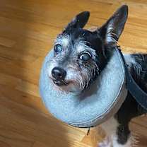 Thumbnail photo of Rainy #4