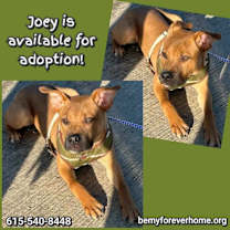 Thumbnail photo of Joey #1