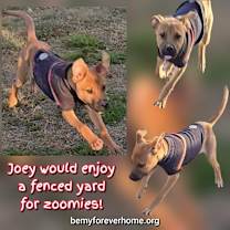 Thumbnail photo of Joey #2