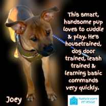 Thumbnail photo of Joey #3