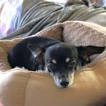 Thumbnail photo of Noodles #1