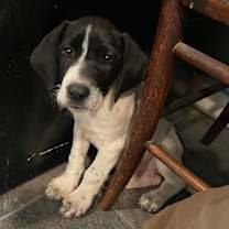 Thumbnail photo of Mabel #4