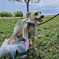 Thumbnail photo of Honey JH #2