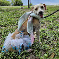 Thumbnail photo of Honey JH #3