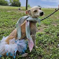 Thumbnail photo of Honey JH #4