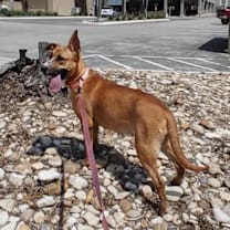 Thumbnail photo of Tawny #2