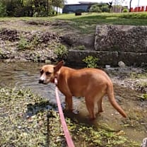 Thumbnail photo of Tawny #3