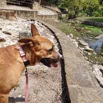 Thumbnail photo of Tawny #4