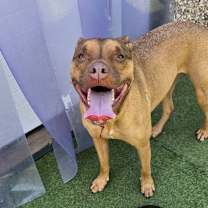 Thumbnail photo of Harlow #1