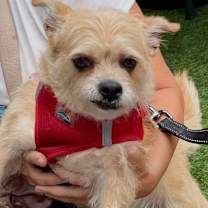 Thumbnail photo of Goldie #4