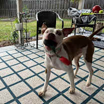 Thumbnail photo of Coop #3