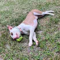 Thumbnail photo of Coop #4