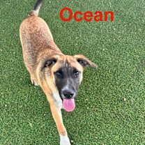 Thumbnail photo of Ocean #2