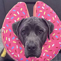 Thumbnail photo of Zeke #1