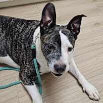 Thumbnail photo of Harden #1