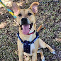 Thumbnail photo of Mowgli- $70 Bissell Sponsored Adoption Fee! #2