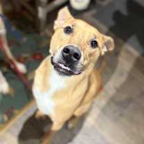 Thumbnail photo of Mowgli- $70 Bissell Sponsored Adoption Fee! #3