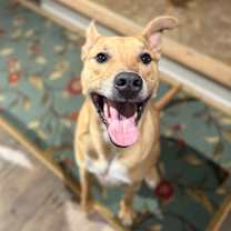 Thumbnail photo of Mowgli- $70 Bissell Sponsored Adoption Fee! #4