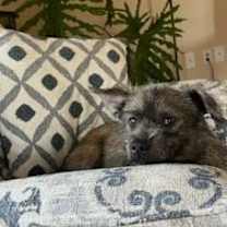 Thumbnail photo of Missy #3