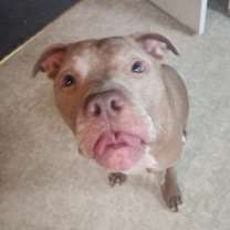 Thumbnail photo of Piper #1