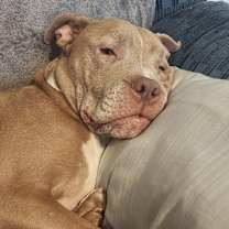 Thumbnail photo of Piper #2