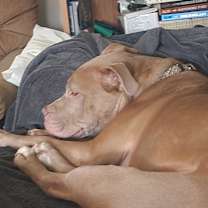 Thumbnail photo of Piper #3