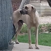 Thumbnail photo of Boone #2