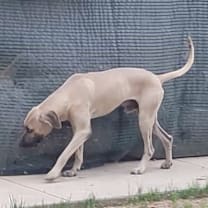 Thumbnail photo of Boone #3