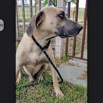 Thumbnail photo of Boone #4