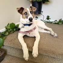 Thumbnail photo of Lannister #1