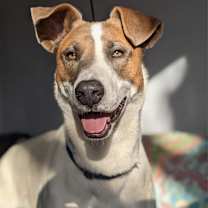 Thumbnail photo of Lannister #2