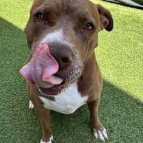 Thumbnail photo of SIA #2