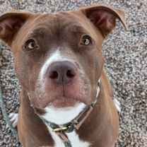 Thumbnail photo of SIA #3